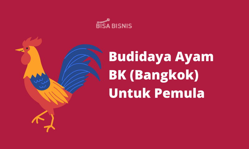 Budidaya Ayam BK (Bangkok) Untuk Pemula